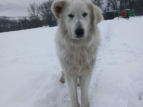 Baloo est un joli crois&eacute; montagne de 2 ans 300 72600 Ailli�res-beauvoir