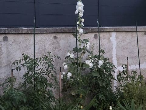 Avant hibernation,je recherche une grosse tortue Herman 75 100 93800 �pinay-sur-seine