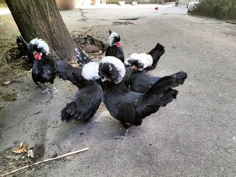 Poules naines d'ornement pure race hollandaise noire huppé 30 69120 Vaulx-en-velin