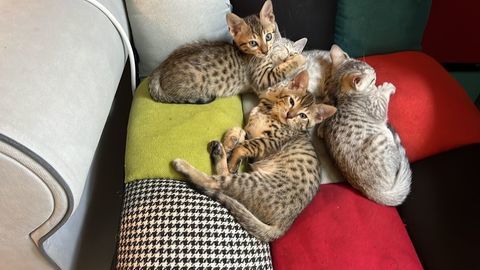 Chatons Bengal crois&eacute; mau &eacute;gyptien 0 49450 Saint-andré-de-la-marche