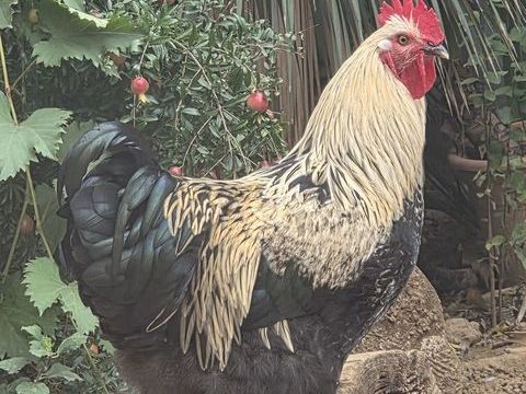 coqs brahmas 0 13400 Aubagne