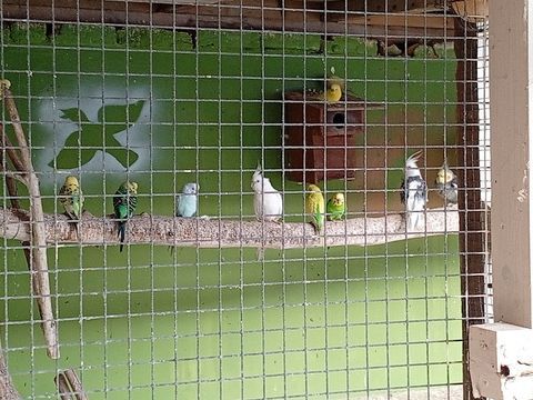 Perruches toutes couleurs 5 