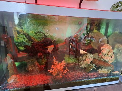 Aquarium 300 litres enti&egrave;rement &eacute;quip&eacute;
800 31210 Huos