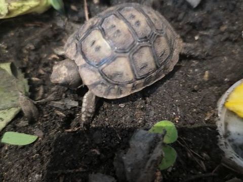 Tortue grecque n&eacute; en ao&ucirc;t 50 34000 Montpellier