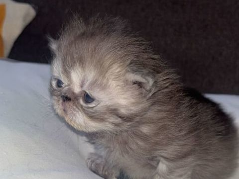 Chatons femelles non lof 850 68130 Altkirch