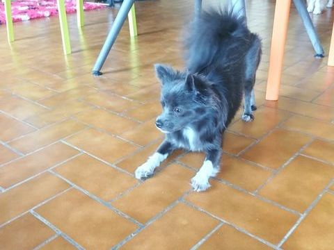 chiot femelle pomchi 1885 61160 Nécy