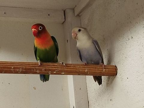 Agapornis (ins&eacute;parables) 35 79370 Fressines