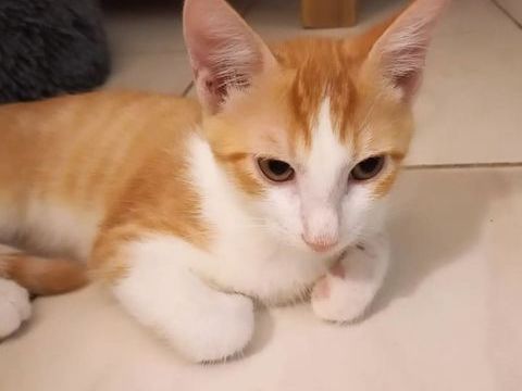 ✨️ DORITO ✨️ 🐱 210 39000 Lons-le-saunier