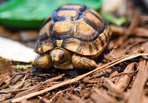 JE CHERCHE TORTUE DE TERRE OU TERRESTRE 0 02100 Saint-quentin
