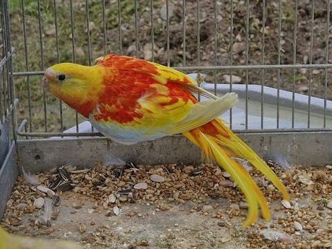 Turquoisine 60 44350 Gurande