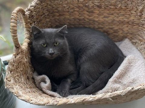 Bruce 190 59000 Lille