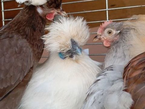 Poules pondeuses. 0 03470 Mon�tay-sur-loire