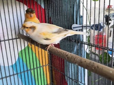 Un couple de canaris 0 86430 Luchapt