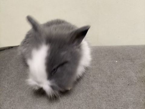 
3 lapins d un mois a voir et recupérer sur place
20 42400 Saint-chamond