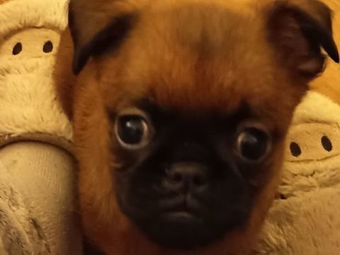 Bonjour.
Reste chiots 2 m&acirc;les  Petit Braban&ccedil;on. 
900 77160 Provins