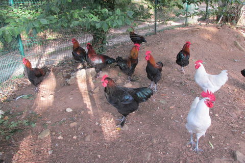 coqs et poules 20 24550 Villefranche-du-p�rigord