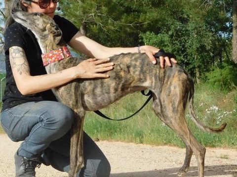 Triana  10/10  La galga qui illumine chaque journ&eacute;e 315 24140 Douville