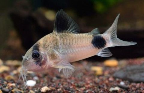 Magnifiques corydoras pandas et paleatus 2 83190 Ollioules