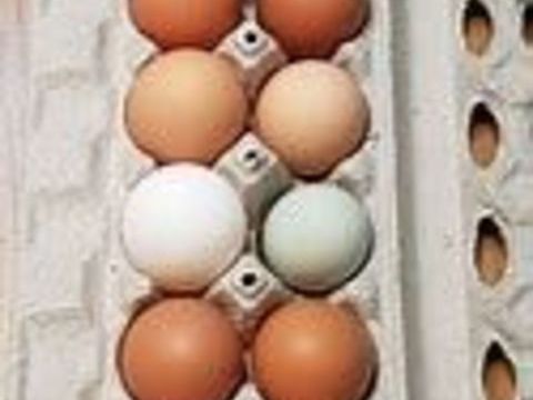 Oeufs f&eacute;cond&eacute;s de poule pondeuse ou poule de soie 1 77540 Courpalay