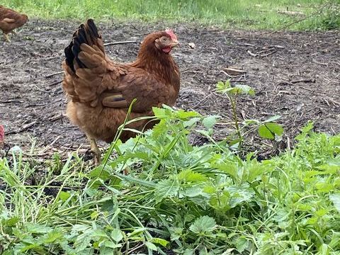 Poules pondeuses 18 40300 Cauneille