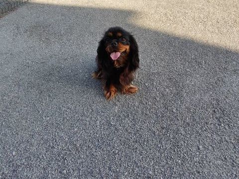 Femelles Cavalier King Charles . 700 87320 Darnac