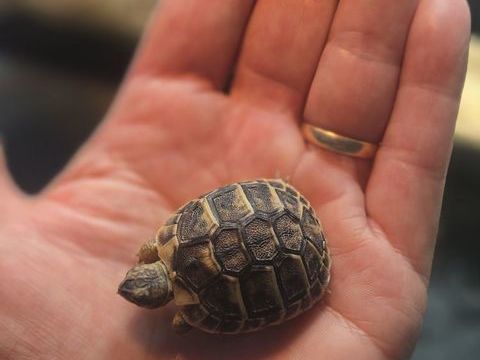 3 b&eacute;b&eacute;s tortue herman nais en jardin 77 50 77500 Épinay-sur-seine