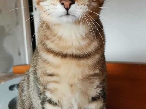 Alya 230 69150 Dcines-charpieu