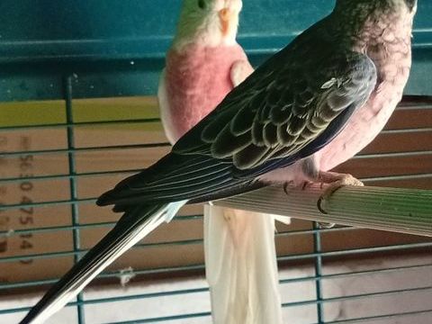 Perruche de bourke 0 70500 Aboncourt-gesincourt