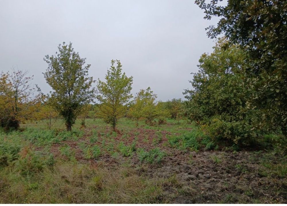   Sainte-Eulalie-en-Born (40200)