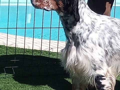 Setter anglais tricolore pour saillie  ( Gironde) 0 33350 Pujols