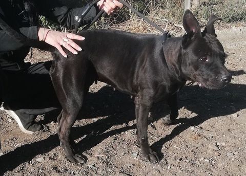 AMANDA, chienne type boxer 1 an 200 34500 B�ziers