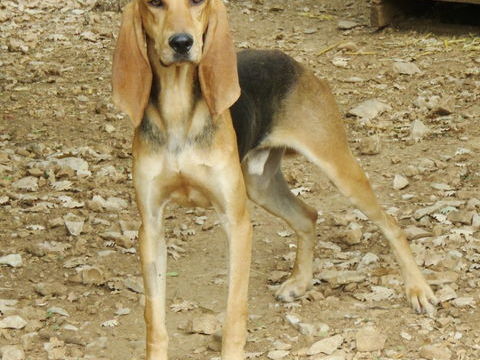 Cooper est &agrave; l'adoption! 0 34000 Montpellier