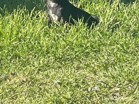 Chiots chihuhua 0 66320 Vin�a