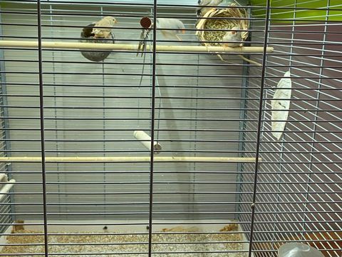 Mandarins femelles &agrave; la recherche d une famille 50 57600 Forbach