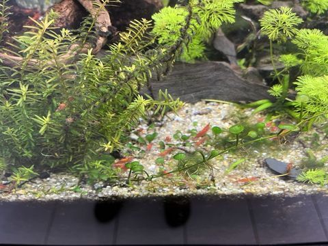 Crevettes 0 56450 Surzur