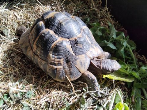 jolie tortue greaca 450 34000 Montpellier