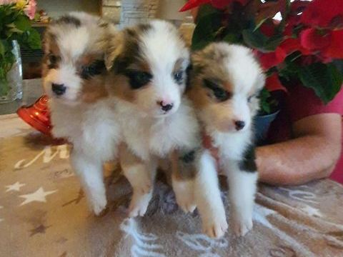 Berger australien 1 77260 La fert-sous-jouarre