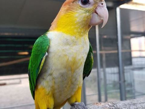 Caiques tete Orange 2024 Epp 450 06500 Menton