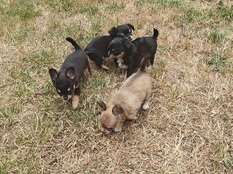 Mini chiots chihuahuas LOFS 1200 95000 Cergy