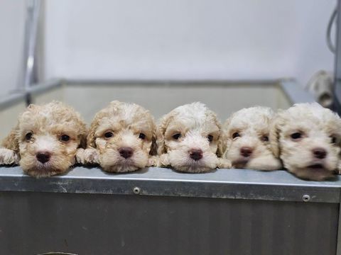 Lagotta chiots lof 1700 62100 Calais