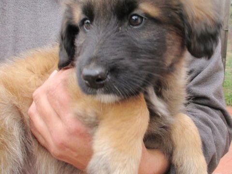 Archie est &agrave; l'adoption! 0 34000 Montpellier