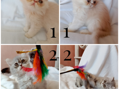 Trois chatons Persan crois&eacute; Persan chinchilla 600 35390 Grand-fougeray