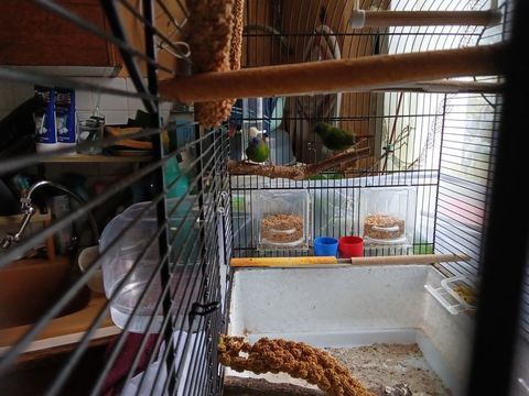 Oiseaux exotiques : Diamants de Kittlitz 60 59260 Hellemmes lille
