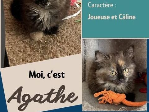&Agrave; l'adoption : Agathe, adorable chaton femelle de 2 mois (Association) 80 62149 Annequin