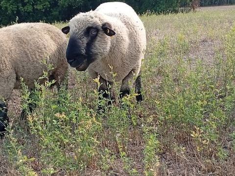 Belier 250 46800 Montcuq