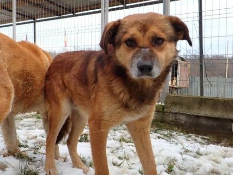 Sabayon &agrave; l'adoption 300 54000 Nancy