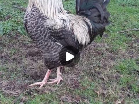 Coq &agrave; donner 0 80560 Acheux-en-amiénois