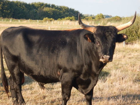 vache et taureau Aurochs 1200 85690 Notre-dame-de-monts
