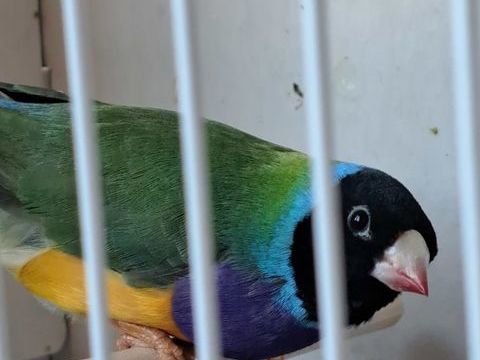 Couple Goulds 90 44100 Nantes