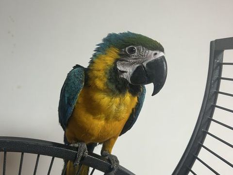 Ara arauna de 5mois 1350 59000 Lille